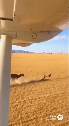 Roadrunner fast ground-running bird that can turn very quickly #wildlife #animals #nature