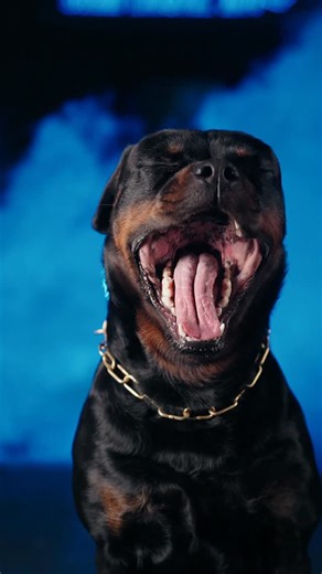 Chaperone K9 Ltd on Instagram: "Odin. Powerful, loyal, and deeply devoted to his family. Protection isn’t just about security — it’s about peace of mind. Contact Chaperone K9 to discuss a family protection dog tailored to you. #protectiondog #dogtraining #rottweiler #security #lifestyle"