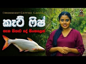 කැට්ෆිෂ් ඇති කරන නිවැරදි ක්‍රමය | All About Cat Fish | Anything.lk