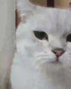 Random Humor on Reels