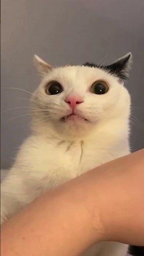 Cat bites his owner and then realizes what he’s done 😹