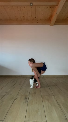 mariathecontortionist on Instagram: "Training with my cat:) 🫶🤸‍♀️ #contortion #contortionist #training #sport #handstand #split #twist #handstandbalnce #cat #sportmotivation #sportgirl #art #bendy #goviral #flexibility #flexible #cat #contortionpose #contortion_post #contortiontraining #contortionpractice"