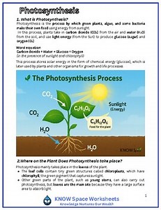 Photosynthesis Cause and Effect Worksheet-Explore Plant Food, Oxygen, and Light