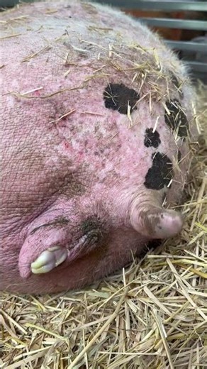 Pig gives birth for the first time🐷