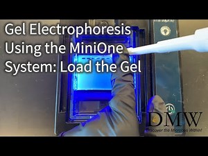 Gel Electrophoresis Using the MiniOne System: Load the Gel
