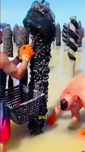 Mussel Farms Efficient Harvesting with Machines