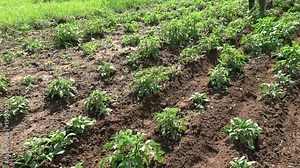 Gardeners in small field plowing potato with manual plow