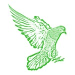 Pigeon Control Las Vegas