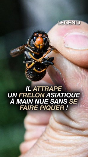 Il attrape un frelon asiatique à main nue sans se faire piquer ! ⬆️ L’interview complète est dispo sur YouTube et toutes les plateformes de podcast 🔥 #legend #legendmedia #guillaumepley | Legend