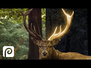 Surreal Glowing Effect - Photopea Tutorial