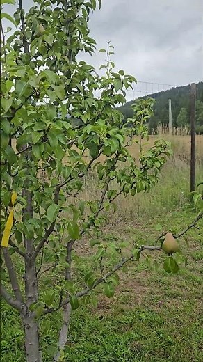 The "Harry & David" Pear Tree