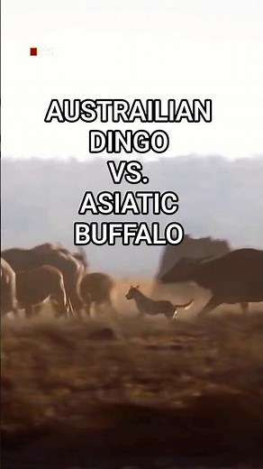 Rare Footage of Australian Dingos Hunting Asiatic Buffalos | Science of Nature Exclusive
