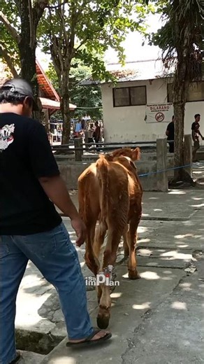 Annoyed!! This cow didn't sell at the market and was thrown away! 😅