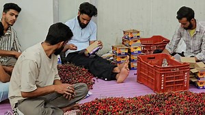 8.2K views · 107 reactions | Cherry packing at CA store Aglar Shopian | Focus kashmir | Facebook