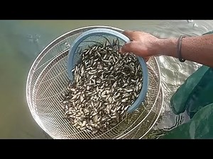 Sizing Up Tilapia Fingerlings: The Art of Aquaculture Grading