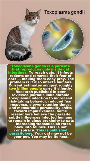 A Cat Parasite Has Already Infected a Third of Humanity — And It Changes Your Brain #cat #animal