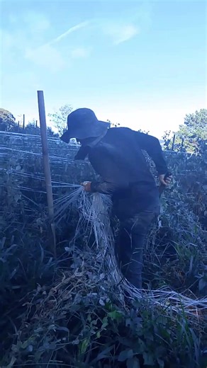 🫛🌱 Retirando Fitilhos e Estacas da Ervilha #Ervilha #Roça #ProdutorRural #Fitilhos #Estacas stacas