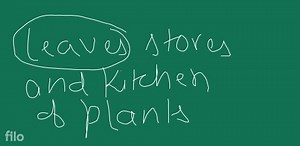 plants with fibrous roots have parallel venation.... | Filo