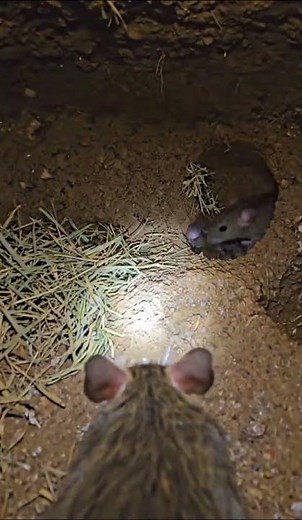 What’s Inside a Mouse Burrow?