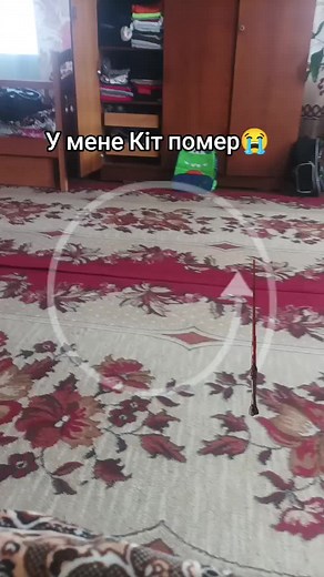 Animated Cat Video with Colorful Glow Effects