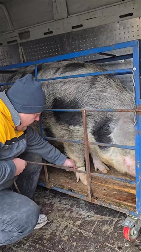 193K views · 1.2K reactions | Fără grabă,cu rost și rânduială #foodie #cooking #travel | Praf Daniel | Facebook