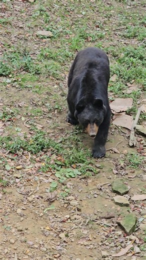 hello bear #bear #beartok