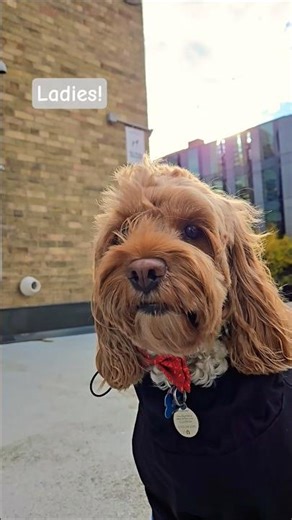 Perfect (Gentle)man#joy #cockapoo #funnydogs #funnyshorts #petlover #pets #funnyanimals #christmas
