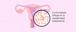 ¿Cómo influye la microbiota en la fertilidad?