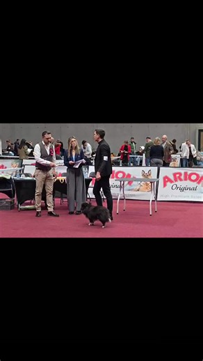 Sezon wystawowy 2026 rozpoczęty!!! Dior Almiinvictus Open class, excellent 1 CWC, Najlepszy Dorosły Pies 😁😁😁 Tym samym Dior nieoficjalnie został Championem Polski ❤️❤️❤️ #wystawa #wystawapsów #sheltiesoftiktok #sheltielove #owczarek