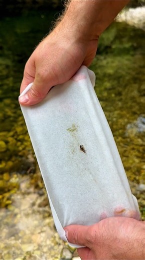 Survival Hack: How to Get Clean Water in the Wild!