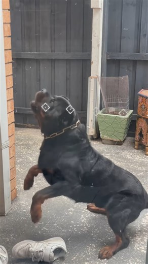 3.9M views · 39K reactions | Proper German Rottweiler #rottweiler...