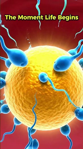 The Exact Moment of Conception — Inside the Uterus #shortvideo #miracleinmotion #sperm #concept