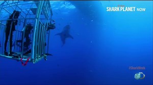714K views · 9.1K reactions | Sharks have adapted a secret body language to help them respect each other’s personal space. This adaptation in sharks is helping to keep humans alive. Learn more on #SharkWeek's Shark Planet now! #4KSharks | Shark Week | Facebook