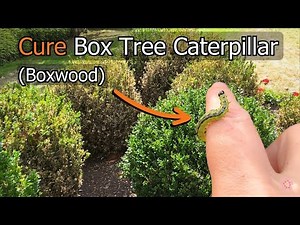 How to Identify and Cure Box Tree Caterpillar (Boxwood)