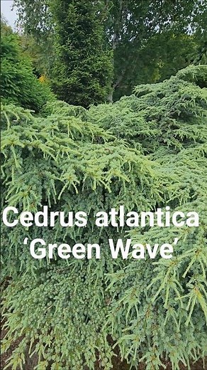 Cedrus atlantica ‘Green Wave’ #gardening #conifer #landscaping #gardendesign #garden