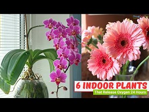 6 Indoor Plants That Release Oxygen 24 Hours
