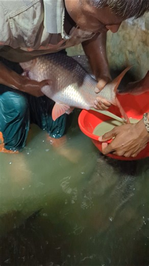 Amazing Rohu Fish Milt Collection Full Process #short #shortsfeed #fishing