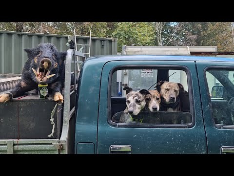 Wet day Boar | Pig Hunting NZ 2022