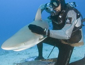Caribbean Reef Shark