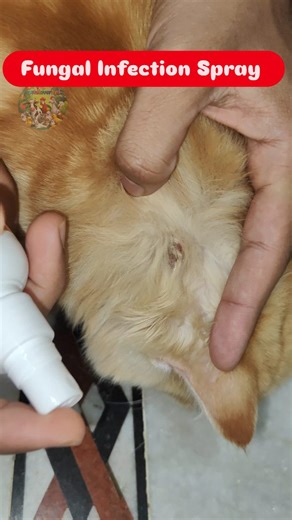 Mohammed Abdul Gaffar on Instagram: "Fungal Infection Spray #fungal #fungalinfection #fungalinfectiontreatment #reelintagram❤️ #reeitfeelit #reelkarifeelkaro❤️ #reelsinstagram #trendingreels #catlife #catcaretips #catlover❤️"