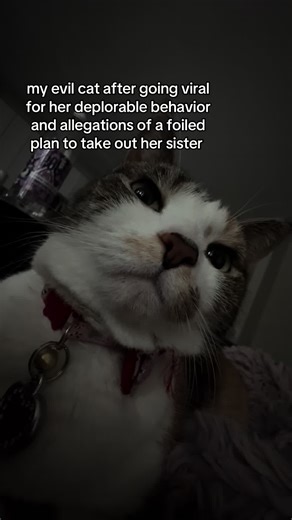 Adorable Calico Cat's Mischievous Antics