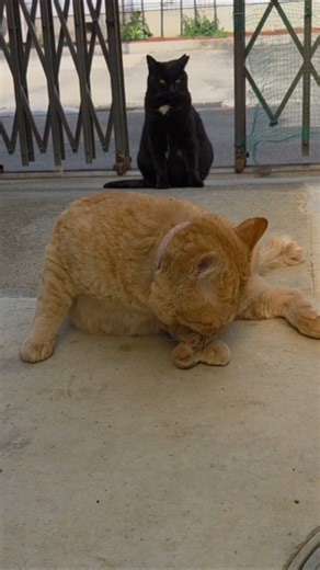 妻は見ている Your wife is always watching over you. #cat #cutecat #shorts