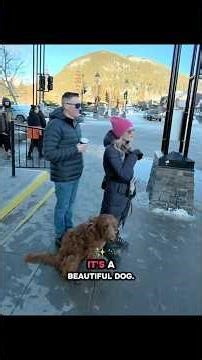 Can I Say Hi 👋 #calgary #viral #fyp #dogvideos #dog #foryou #positivevibes #dogsofyoutube #tiktok