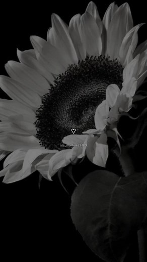 Human - Rag'n'Bone Man Lyrics Translation