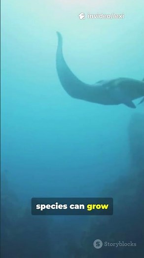 This Sea ‘Plane’ Can Shock You ! #stingray #seacreatures #funfacts #facts #foryoupage