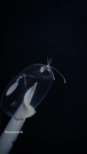 The Glowing Wonder of the Deep: Meet the Glass Squid | Planet Earth III📄