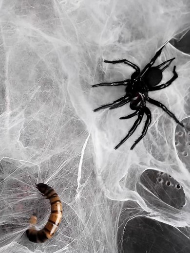 Feeding a Funnel Web Spider: Big Spiders in Australia