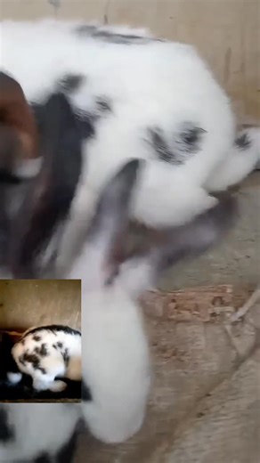 3.5K views · 53 reactions | *LECTURE 31A: PARTICULAR BREED* As a...