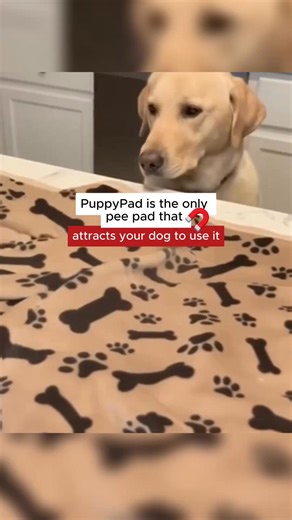 ⭐️⭐️⭐️⭐️⭐️ "We have tried disposable pads but they smell terrible and become dangerously slippery when wet - I have had several broken toes to attest to that !! PuppyPads have saved the day ! ” - Ann P Find out why people are going crazy over PuppyPad An innovative pee pad designed with input from top vets ✔️Patented scent that naturally attracts your dog to pee on the pad (no training) ✔️No pee smell and holds 4 pees ✔️Chew-Proof, High-Quality design that will last for years. ✔️Planet-Friendly 