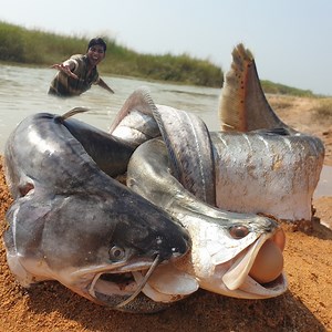 8.6K views · 189 reactions | Wow Really Amazing Big Fish Catching By Hand! Best Video 2023 Fishing #fish #video | Fisherman Animal Lover Short | Facebook